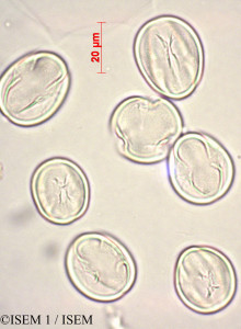 ISEM 1/Amelanchier_ovalis_27856/Amelanchier_ovalis_27856_0001(copy)_thumb.jpg